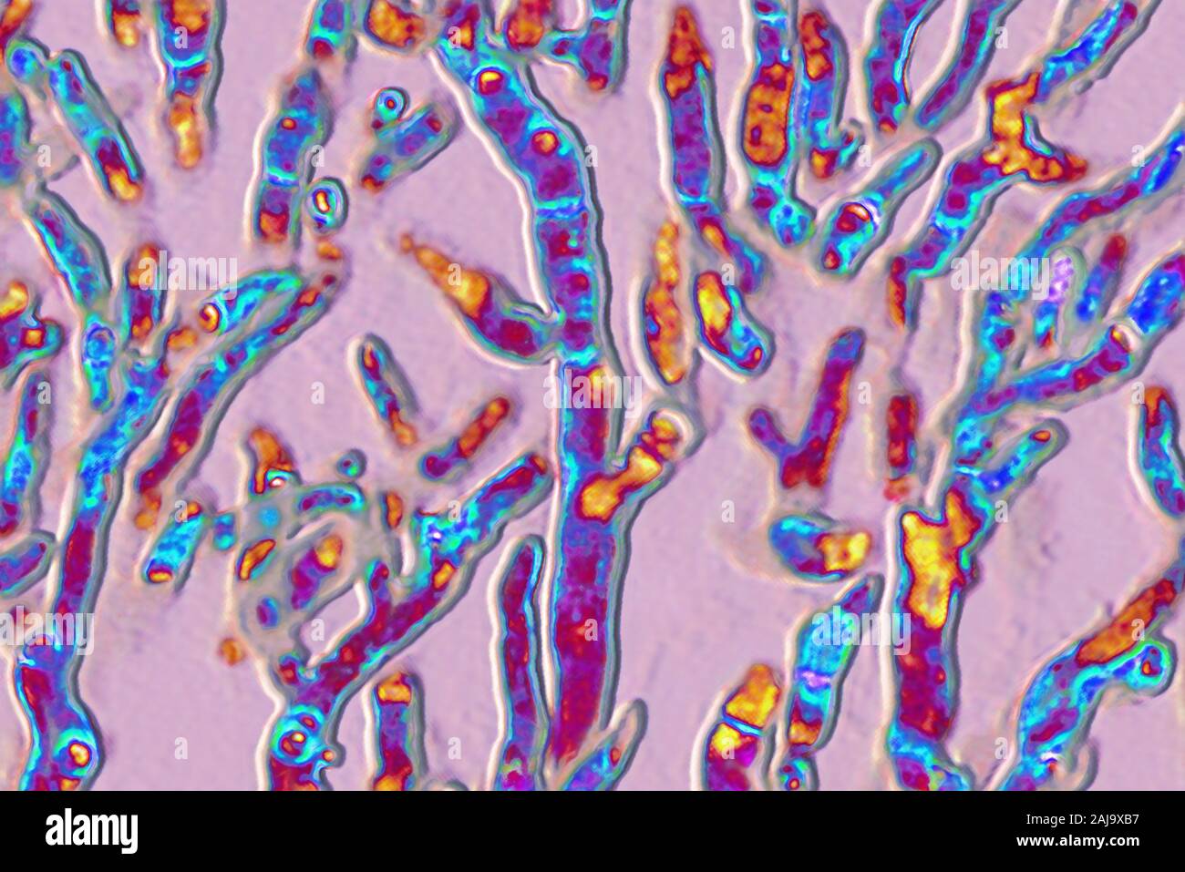 Aspergillus fumigatus Foto Stock