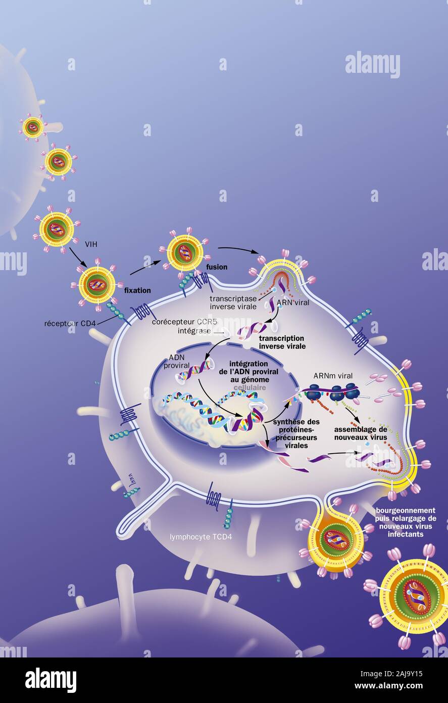 La replicazione di HIV in ciclo di cellula ospite, antiretrovirali. In alto a sinistra, l'HIV è fissato su un TCD4 linfocita visto in sezione, grazie al CD4 recep Foto Stock