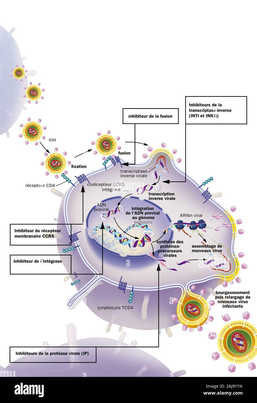 La replicazione di HIV in ciclo di cellula ospite, antiretrovirali. In alto a sinistra, l'HIV è fissato su un TCD4 linfocita visto in sezione, grazie al CD4 recep Foto Stock