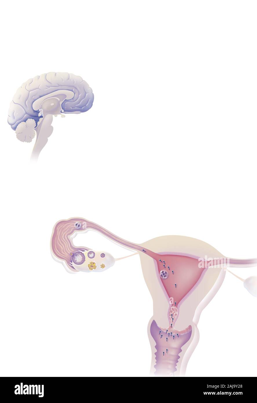 Cervello e ovaio endometrio uterino, muco cervicale, i bersagli di contraccettivi ormonali. L'ipotalamo regola la secrezione di FSH e LH da Foto Stock