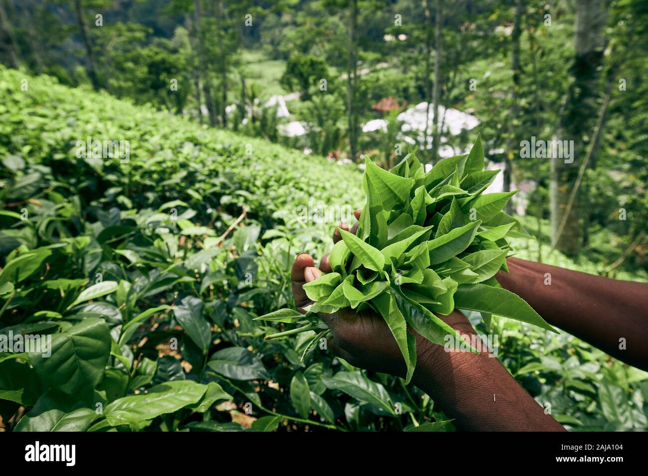 Lavoratore di tè planation. La donna che mostra le foglie di tè in palm, Sri Lanka Foto Stock