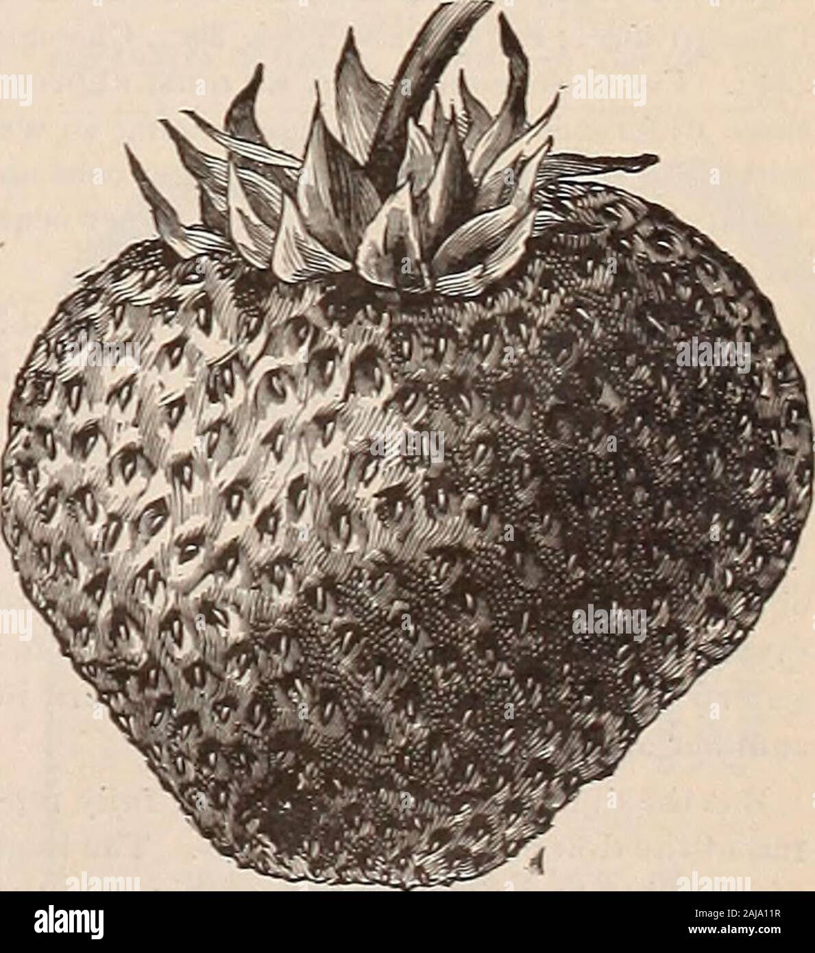 La Fattoria-pollame . ulu Attleboro, messa. F. M. POLL.Rl&GT;. G. H. POLLARD. Parchi ROSSI PAN-AMERICAN J Cockl st. 1a, 4a, e 6A PNL. 3d Gallina in rosa Pettine clase. 1° Cockl. •^d, 3d e ..th Pul. 2d Hen in unico pettine claes. A Montreal, Canada, Ist ckl.: l?t ptn ; Isl. 2i.1 Lind 3d pullet in 3. C. classe. A Boston, In tlie più grande classe di Rossi sempre insieme 1e2d pullel; 2t.i gallina: e 4iii penna in K. C cla&GT;s.Id ihf mani dei nostri clienti la nostra Reds hanno wonat tutti I egli sliuws leader. Onr iiiaiings questo SL-motivo sono sicuri per produrre i vincitori,X^i^ ^ ^ Fiom .=Ek*cte<i nialings. S2 per 15;JUV Foto Stock