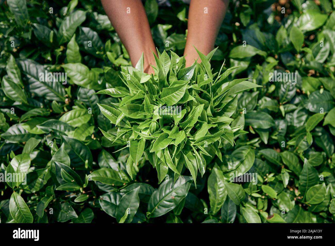 Lavoratore di tè planation. La donna che mostra le foglie di tè in palm, Sri Lanka Foto Stock