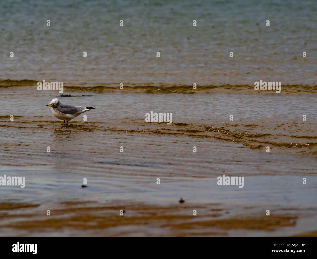 Un Gabbiano si piega il suo collo indietro per smussare le sue piume Foto Stock