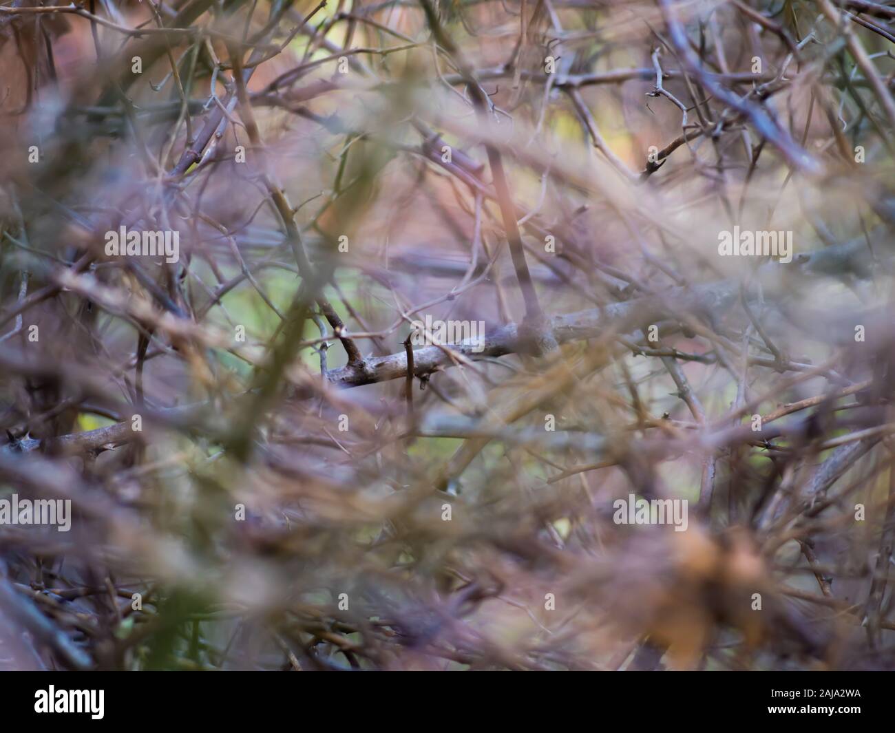 Un boschetto di rovi nella foresta Foto Stock