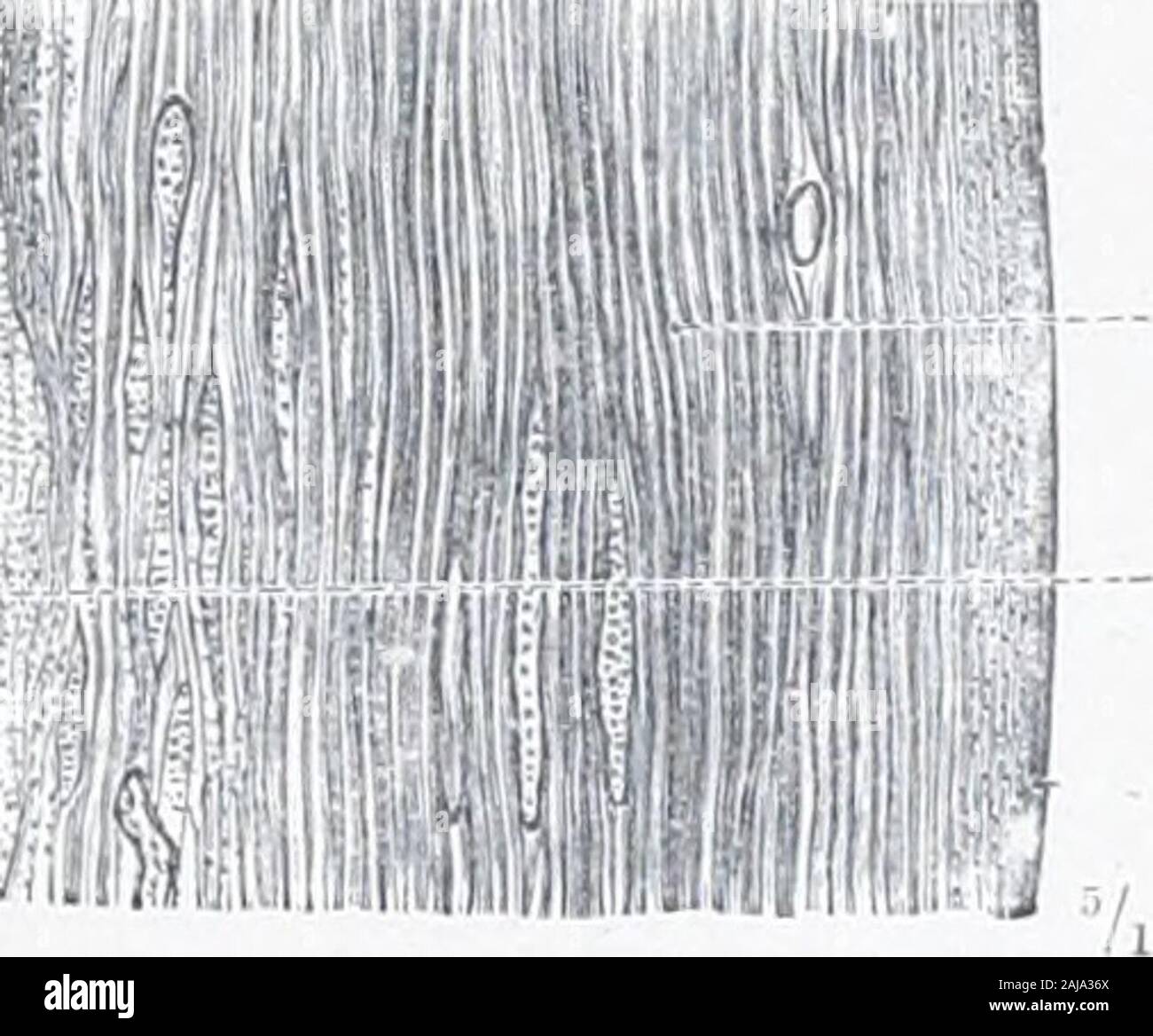 Un atlante di anatomia umana per gli studenti e i medici . Cordone Ombelicale -Funiculus umbilicalis Fig. 893.-esterni, M.vternal, o superficie uterina della placenta a termine, con il cordone ombelicale (Funiculus Umbilicalis). Rami del umbilicalartery in sezione Apertura di un uterina (uteroplacentare)arteria nei seni della maternalportion della placenta iilacenta uterina) ^pf:^^^ --f^ Villi del feto di por-zione della placenta(placenta foetalis) seni della materna. j^porzione della placenta |h ?^t^xmmmt. Rivestimento muscolare di theuterus tonache muscolari uteri Decidua serotina Foto Stock