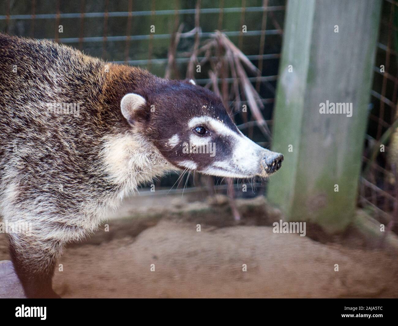 America centrale (agouti Dasyprocta punctata), dalla famiglia Dasyproctidae Foto Stock