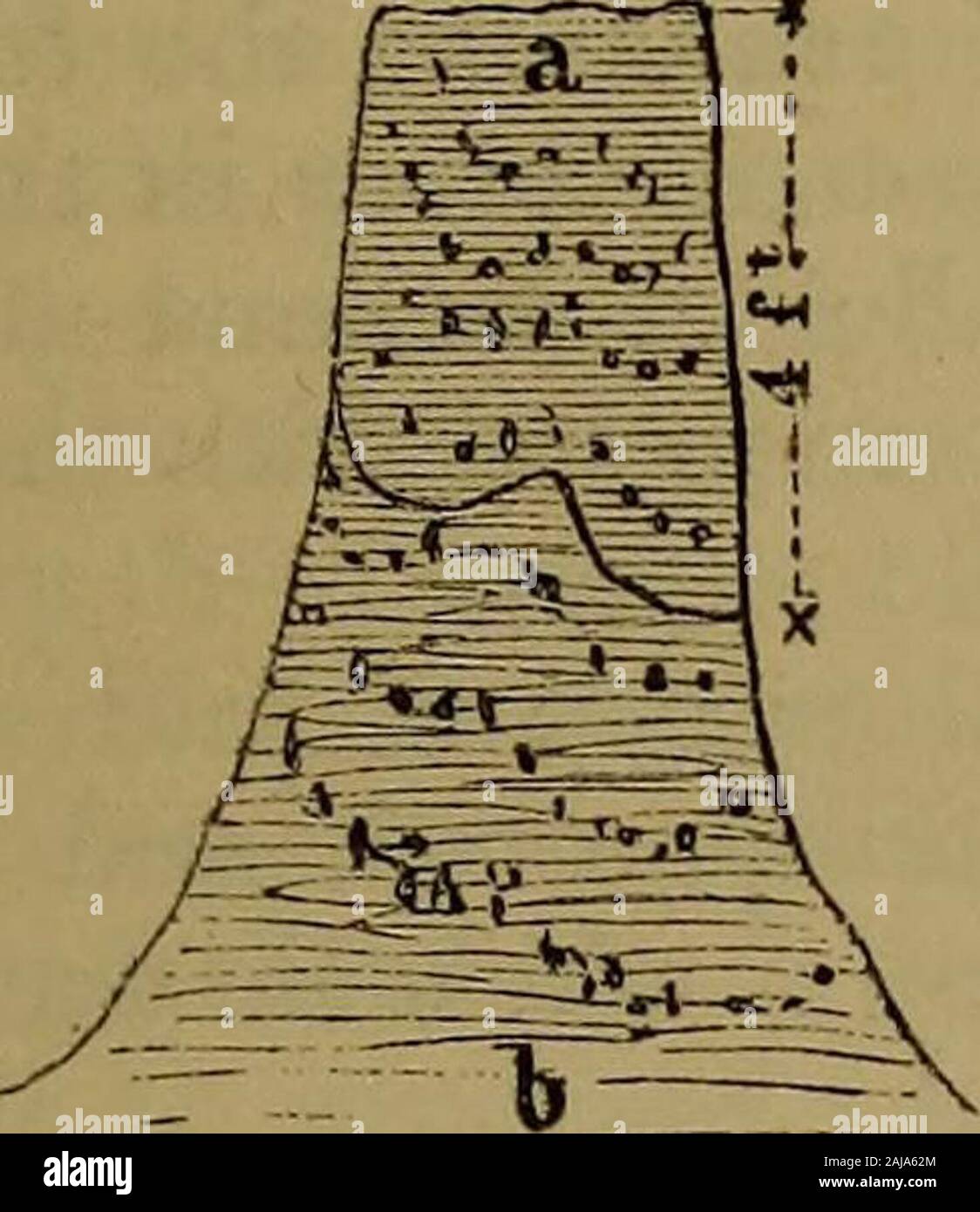 La rivista trimestrale della Geological Society di Londra . n alcune rupe-box nel Suffolk. Per esempio, nella grande Coral-Rupe di linea-pit vicino Aldborough, il sig. S. Y. Legno, jun., mentionedpatches ha di che cosa egli suppone per essere rosso roccioso, e anche phosphaticnodules, sovrastante la corallina. Due di queste si verificano nel trail.Il cosiddetto Eed falesia probabilmente è costituito da una porzione del Mya-truncata letto, che si verificherebbe in sequenza ordinaria un furlong o 1866.] FISHEK WAEP. 557 così fino alla collina. Il deviati frammento è molto distorta, ma mai-theless non dispersa. Ci sono simili patch di questo letto Foto Stock