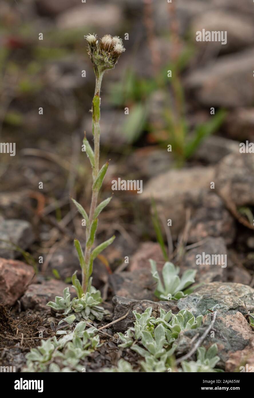 Catsfoot alpino, Antennaria alpina, in fiore nella tundra artica, Svezia. Foto Stock