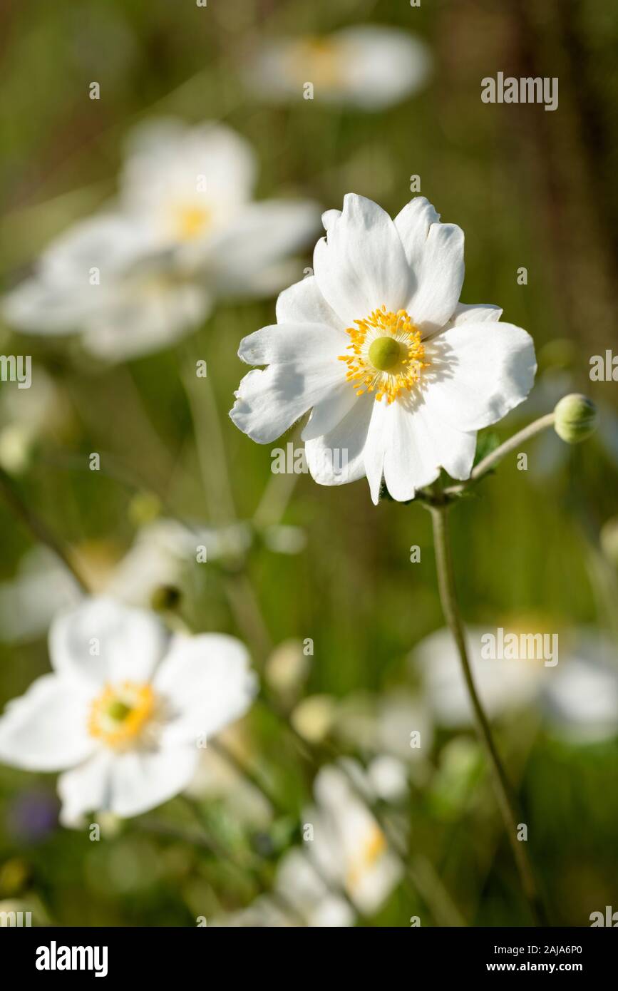Anemone giapponese 'Andrea Atkinson','Anemone ibrido Andrea Atkinson, fiori di colore bianco con un fuori fuoco sfondo verde Foto Stock