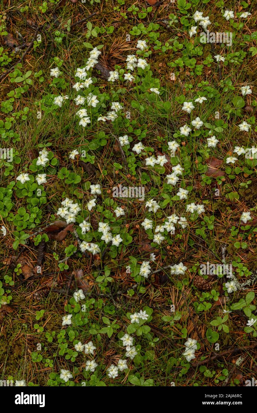 Pino fiorito immagini e fotografie stock ad alta risoluzione - Alamy