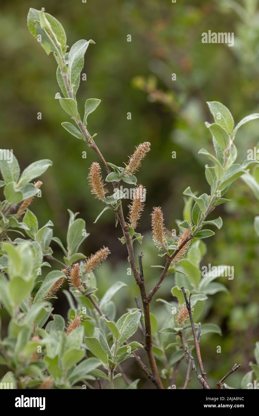 Glaucous willow, Salix glauca, con amenti maschili. Arctic Svezia. Foto Stock