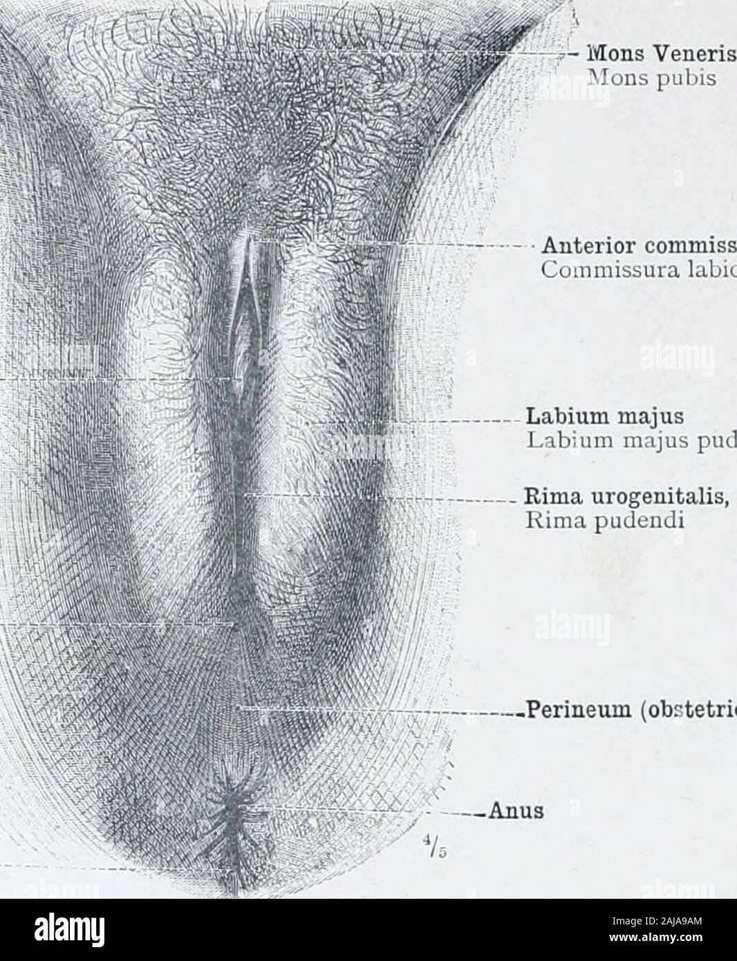 Un atlante di anatomia umana per gli studenti e i medici . ezione attraverso la pelvi femminile, 4 centimetri (R575 pollici) a destra del piano theMedian. La sezione passa attraverso il diritto ampio il legamento dell'utero, e mostrale la continuità dei due strati di questo legamento con il peritoneo parietale del pavimento del bacino. *Parametrium, o parametrico tessuto connettivo {vedi Appe7id!.7tote^). Pelvi Diaphragma,il diaframma pelvico (vedere Appejuiix, nota *), con il suo superiore ed inferiore di strati fasciali e Inferiorto quest'ultimo di questi il tessuto adiposo del Ischiorectal Fossa. Da un Foto Stock