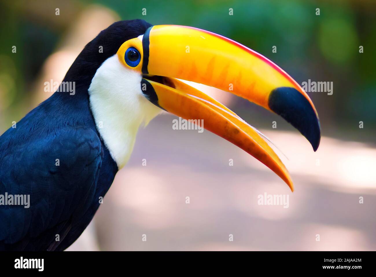 Close up di esotica toucan bird in ambiente naturale nei pressi di Iguazu Falls, di Foz do Iguacu, Brasile. Foto Stock