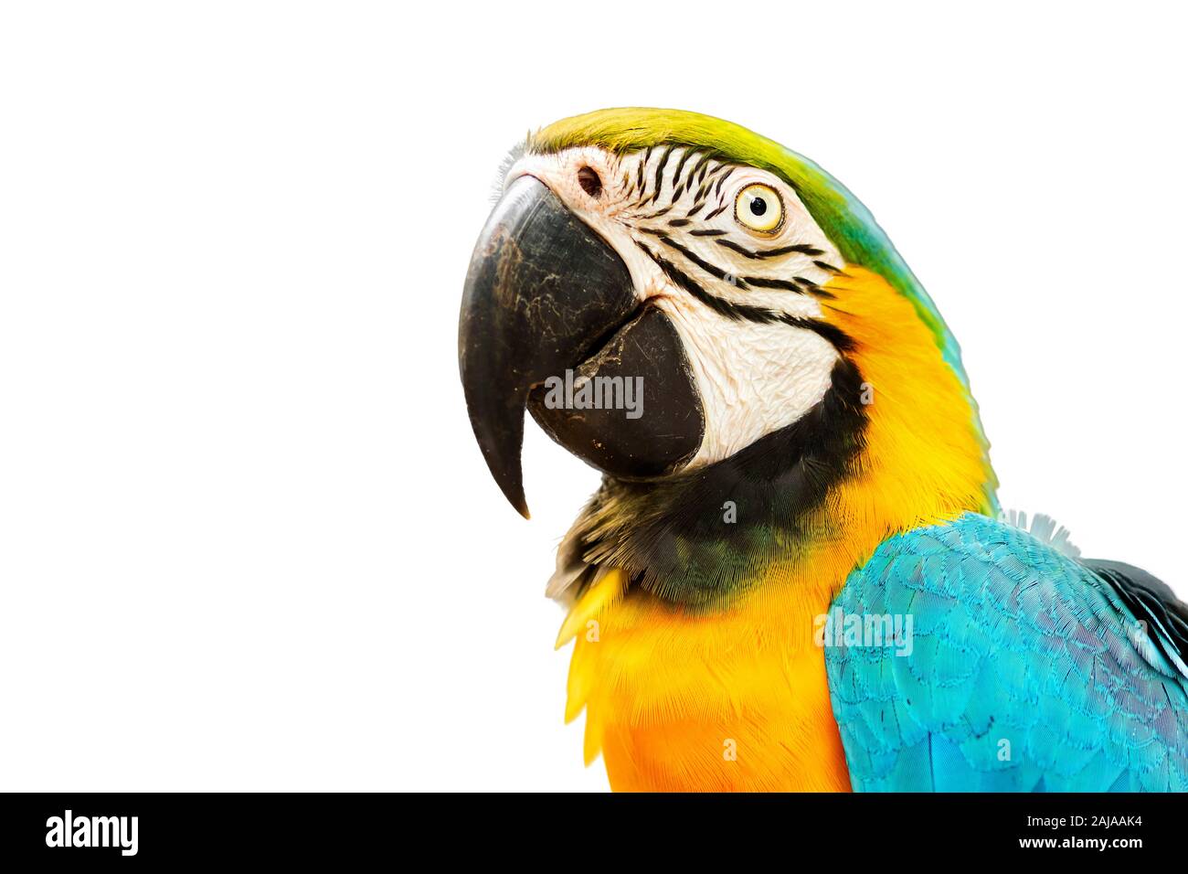 Blu e Oro macaw bird isolati su sfondo bianco. Foto Stock