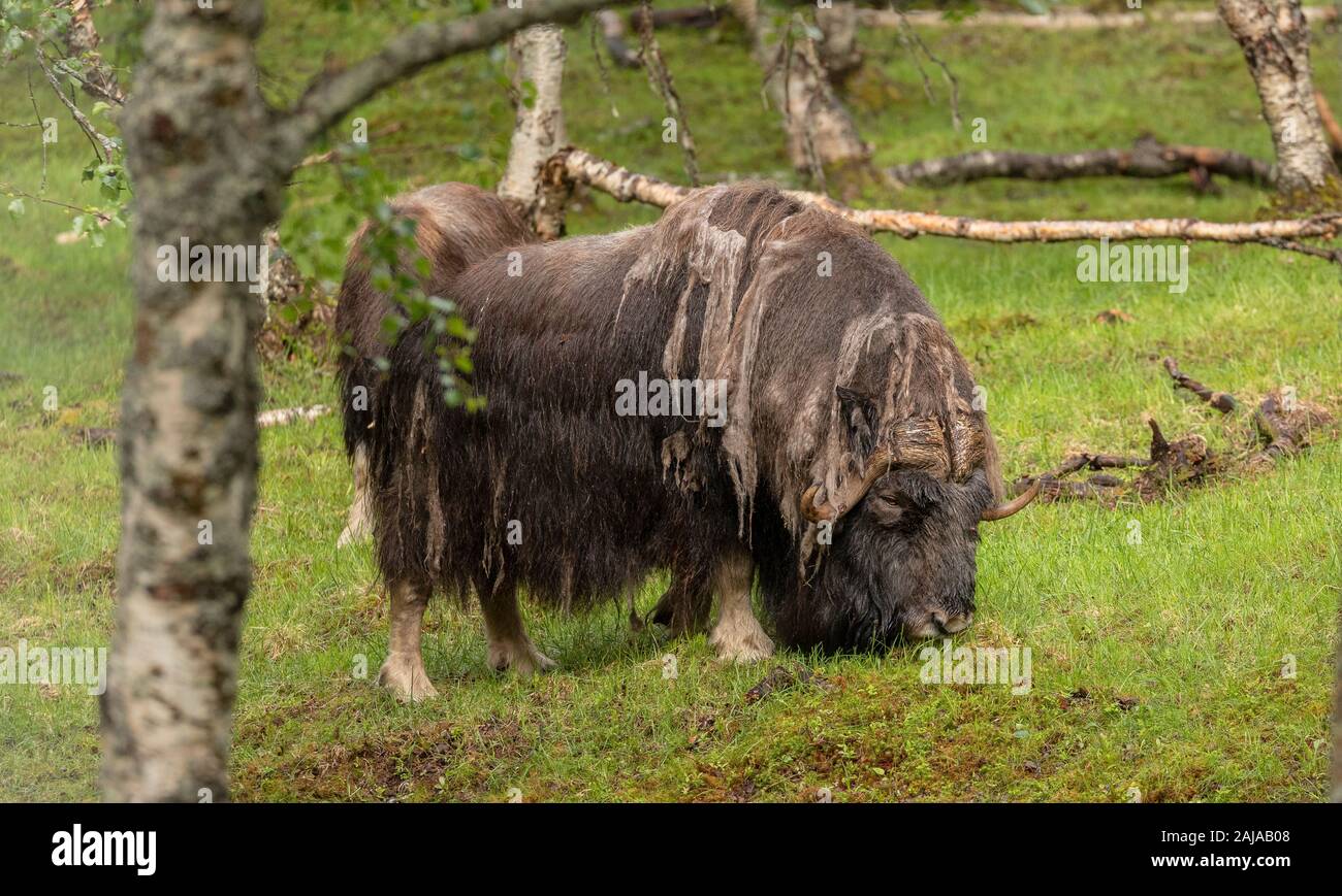Il bisonte europeo, Bison bonasus, moulting. In cattività, Norvegia. Foto Stock