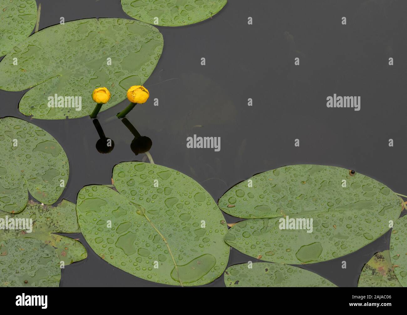 Acqua di colore giallo-lily, Nuphar lutea in fiore nel lento scorrere del fiume. Foto Stock