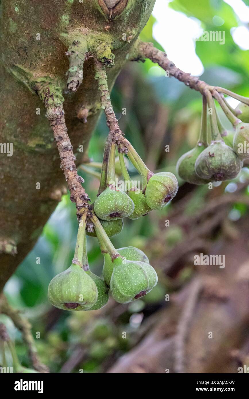 Frutto di un ficus Auriculata, Roxburgh Fig fig tree dall Asia Foto Stock