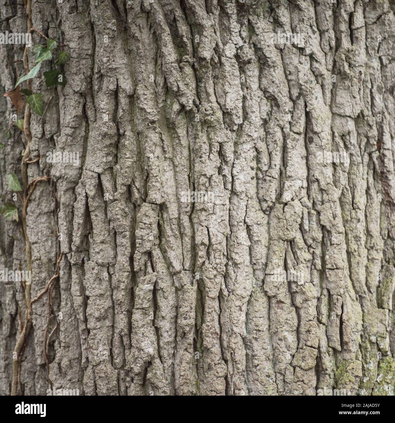 corteccia di quercia Foto Stock