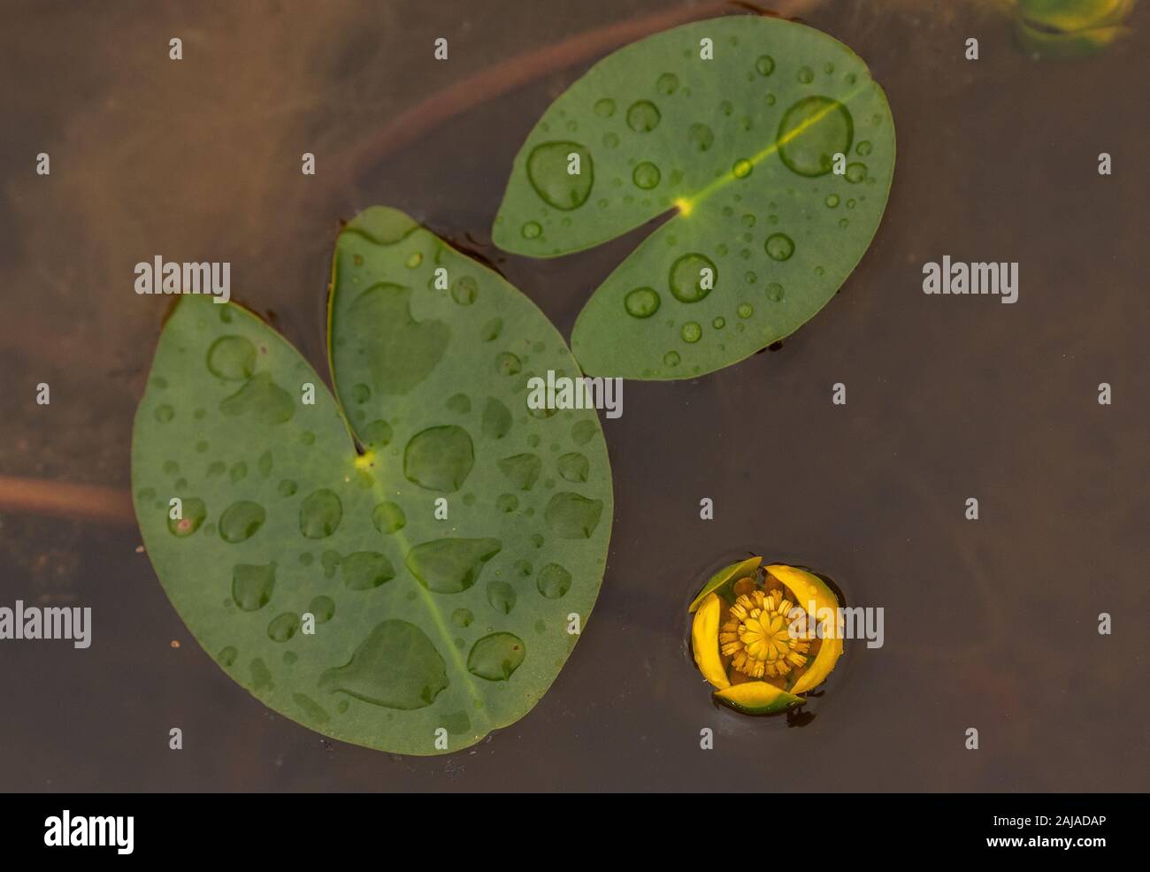 Almeno acqua-lily, Nuphar pumila, in oligotrophic pond. Foto Stock