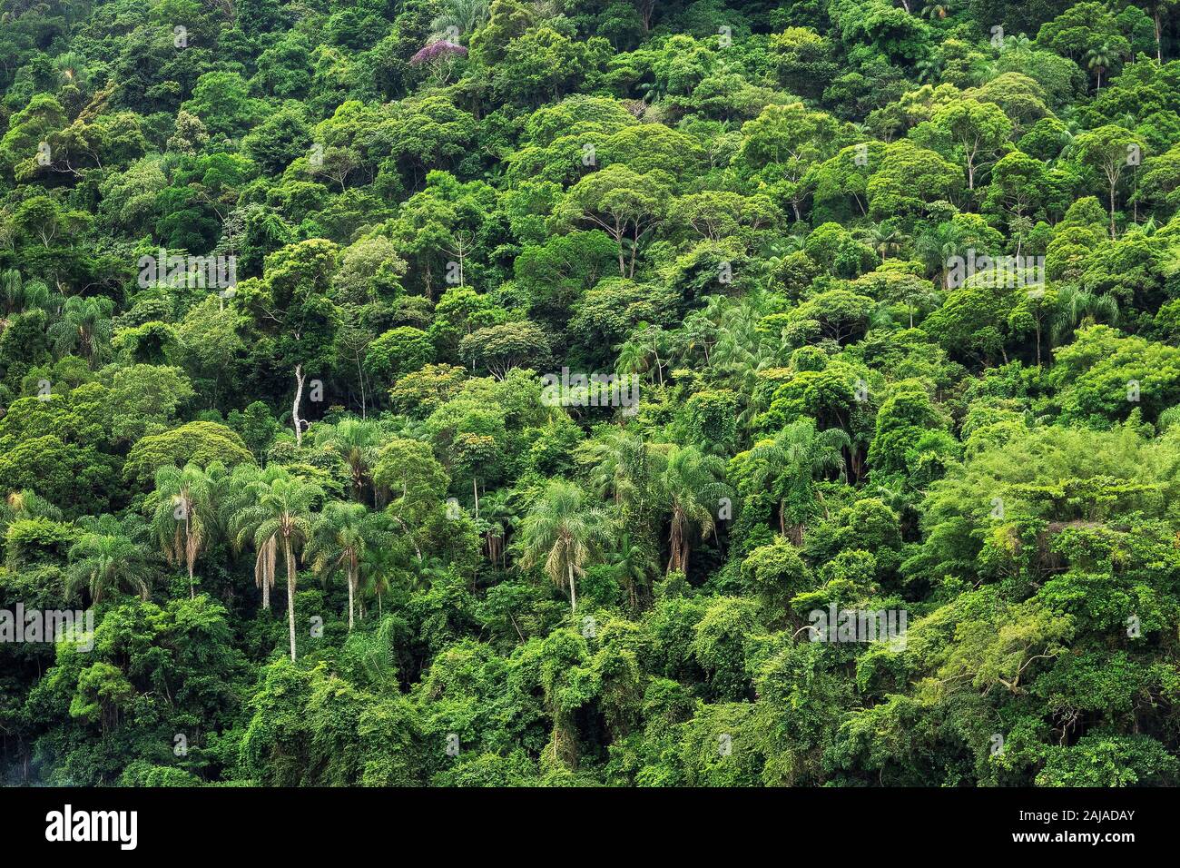 Densa foresta pluviale tropicale in Brasile, natura ed ecologia sfondo. Foto Stock
