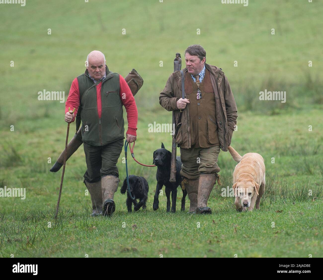 Due cacciatori di sesso maschile e loro labrador cani, Caccia ai faggiani REGNO UNITO Foto Stock