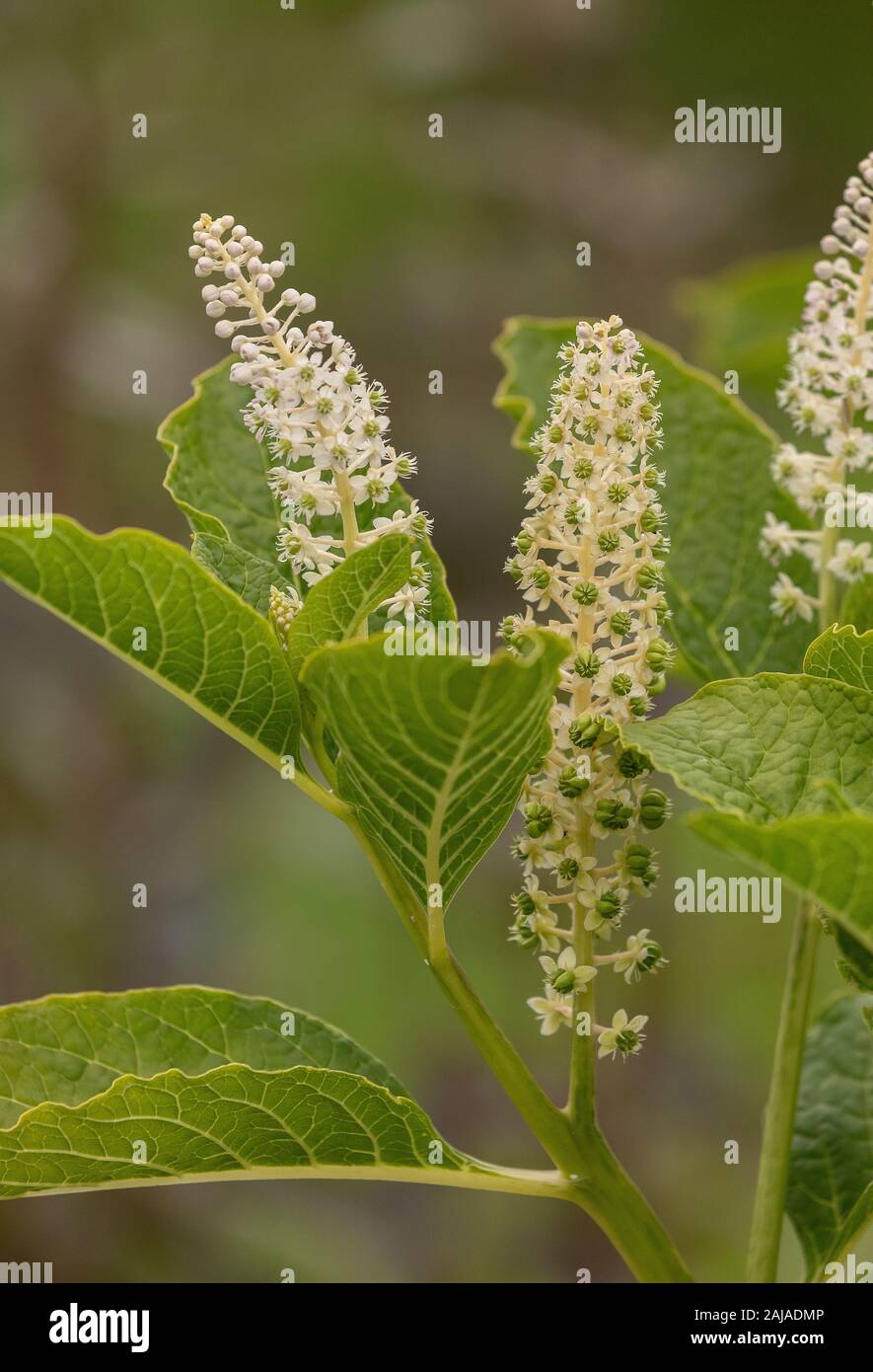 Indian Poke, phytolacca acinosa, in fiore. Tossico e piante medicinali. Foto Stock