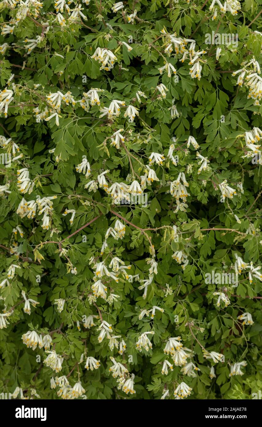 Pallido, Corydalis Pseudofumaria alba ssp. alba in fiore sul muro. Naturalizzato da sud Europa. Foto Stock