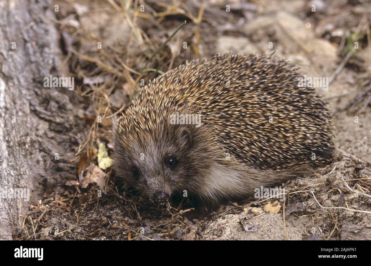 Nördlicher Weißbrustigel, Nord-Weißbrustigel, Weissbrustigel, Weißbrust-Igel, Weissbrust-Igel, Osteuropäischer Igel, Ostigel, Ost-Igel, Erinaceus roum Foto Stock