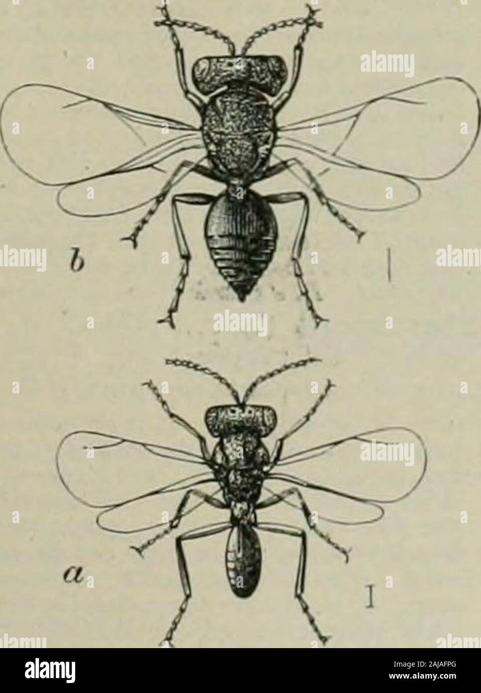 Il dizionario del secolo e dell'enciclopedia; un lavoro di riferimento universale in tutti i dipartimenti della conoscenza, con un nuovo atlante del mondo .. . Che ofPieriti rapie. Pteromys (tero-mis), 11. [NL. (G. Cuvier,1800), &lt;:, mouse.] Agenus otSciuridee; flying-scoiattoli, (a) Firstused nel 1800 da G. Cuvier per includere tutte le siiuurclswhich hanno un patagium o paracadute. (&) Ristretto in1825 da 1-. Cuvier al largo flying-squiirels di sotUhernAsia e l'arcipelago indiano, avente la coda terete andbusily, postorbital processi altamente sviluppato e severalother craniale e caratteri dentali diiTer Foto Stock