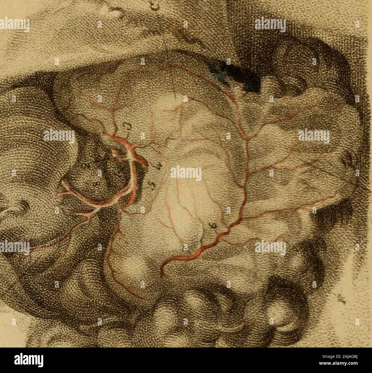 Incisioni di arterie : che illustra il secondo volume di anatomia del corpo umano, di J Bell ; e che serve come introduzione alla chirurgia delle arterie . .. ? •4. S 37 Spiegazione piastra VII. La distribuzione del CMLIACARTERY. Vedere il testo, pagina 412 a 422. A. Il fegato sollevato in modo da mostrare la sua concavesurface. b. La cistifellea. c. Lo stomaco fissate al latosinistro. d. Il omento. e. Il Colon. f. Il piccolo intestino. 1. L'aorta. 2. La radice della arteria Cjeliac. 3. Il Superiore arteria coronaria dello stomaco. 4. L'arteria splenica. 5. Il Gastro-Epiploic arteria. 6 Foto Stock