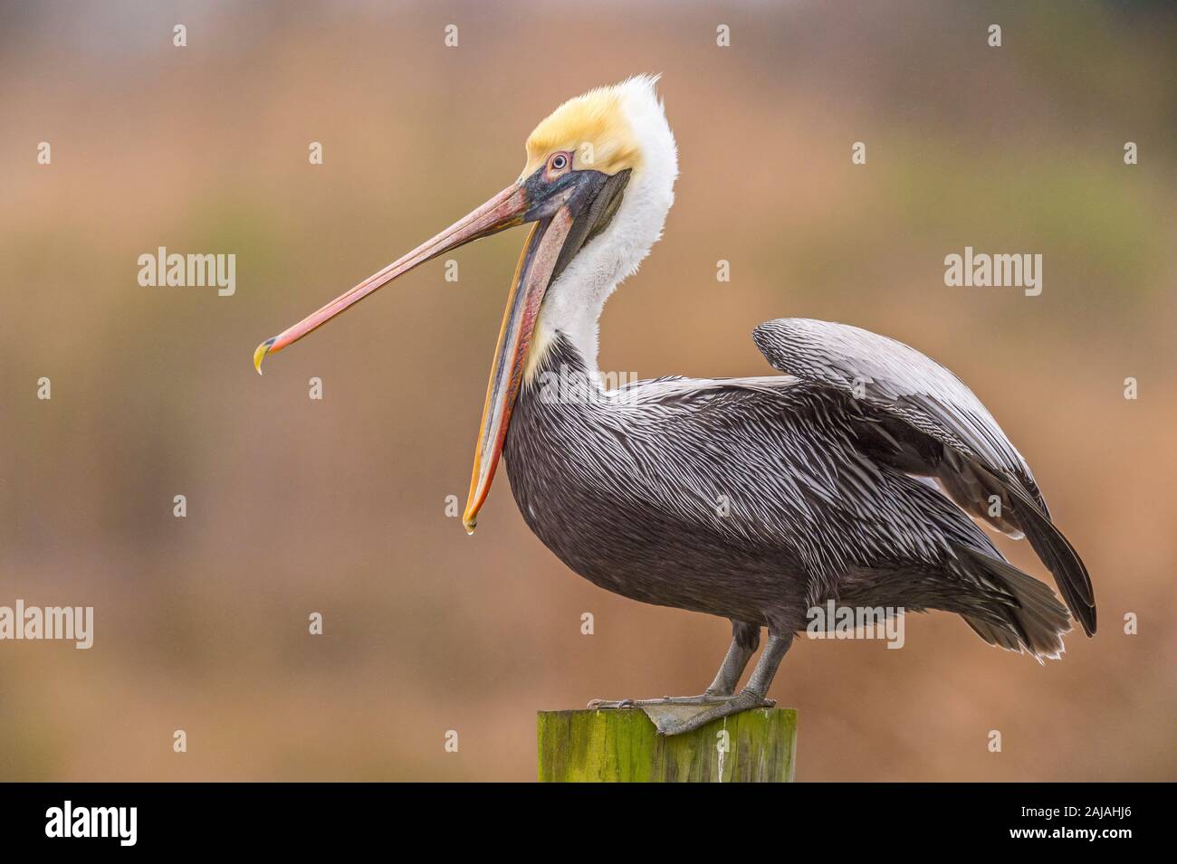 Un pellicano marrone (Pelecanus occidentalis) sorge su un impilaggio e inizia ad allungare in Metairie, Louisiana. Foto Stock