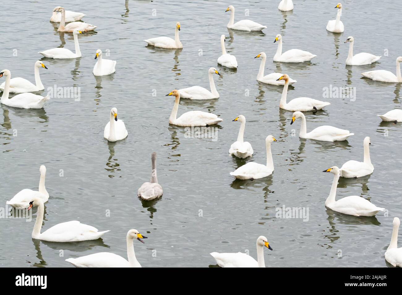 Bewick's swans - Cygnus columbianus bewickii - con un paio di cigni - Regno Unito Foto Stock
