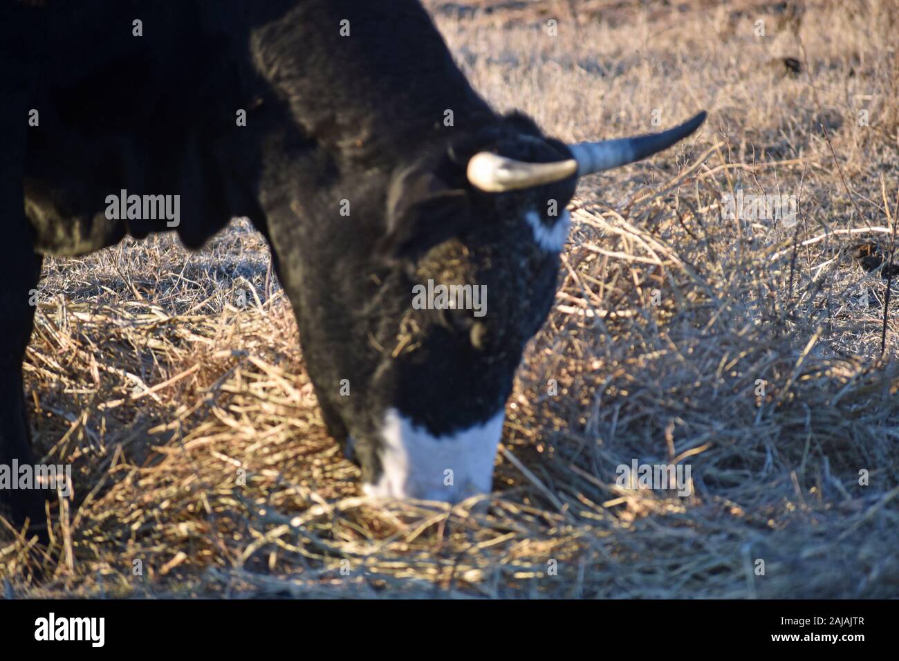 Il Black Angus mucca mangiare fieno Foto Stock