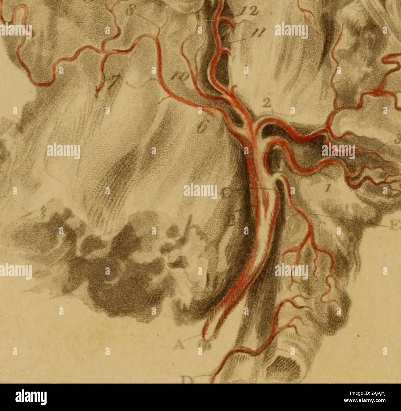 Incisioni di arterie : che illustra il secondo volume di anatomia del corpo umano, di J Bell ; e che serve come introduzione alla chirurgia delle arterie . ft arteria carotidea. d 18 i. L Arteria succlavia. k. L'arteria mammaria interna. l. La tiroide, arteria per la spalla, il collo e la ghiandola tiroidea.m. L Arteria vertebrale.n. I polmoni del lato destro. 0. La perforazione della membrana, per la trasmissione della cava inferiore,p. Il foro da cui il (esofago passa nell'addome.0^ minore è il muscolo del diaframma. Vedere il testo, p. 325, vol. 2.r. s. L'OMS Foto Stock