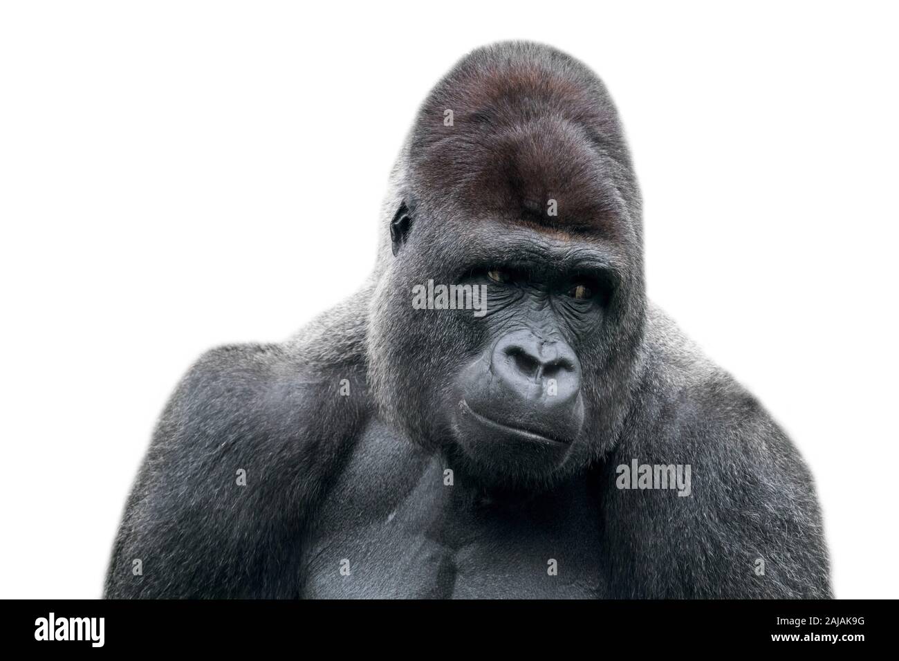 Pianura occidentale (gorilla Gorilla gorilla gorilla) close-up di silverback maschio contro uno sfondo bianco Foto Stock