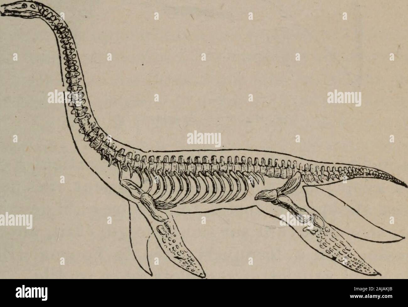 Abrégé de géologie . Fig. 59. - Ichthyosaure. poissons, sentre-dévoraient même, et que leur canal diges-tif, muni dune sorte de cloison spirale (comme lintestindes requins daujourdhui), gardait longtemps les aliments.Le plésiosaure, lunga seulement De 10 à 12 pieds, uncou avait très lungo, terminé par une tête petite. Il nétait pas. Fig. 60. - Plésiosaure. organisé pour lutter contre les vagues, et se tenait sansdoute dans les eaux peu profondes. 2^ Sauriens ailés.-Lêtre le plus intéressant de cet o-dre était le ptérodactyle, sorte de lézard volant, ayant au 130 geologiche plus la taille dune oie Foto Stock