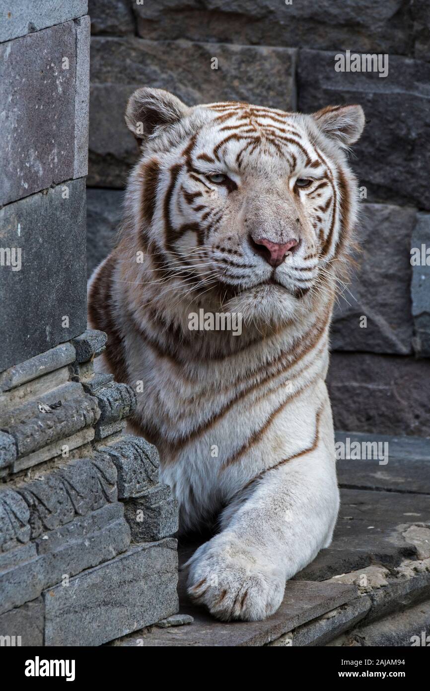 La tigre bianca / imbianchiti tiger (Panthera tigris) variante di pigmentazione della tigre del Bengala, appoggiata nella parte anteriore del tempio, nativo di India Foto Stock