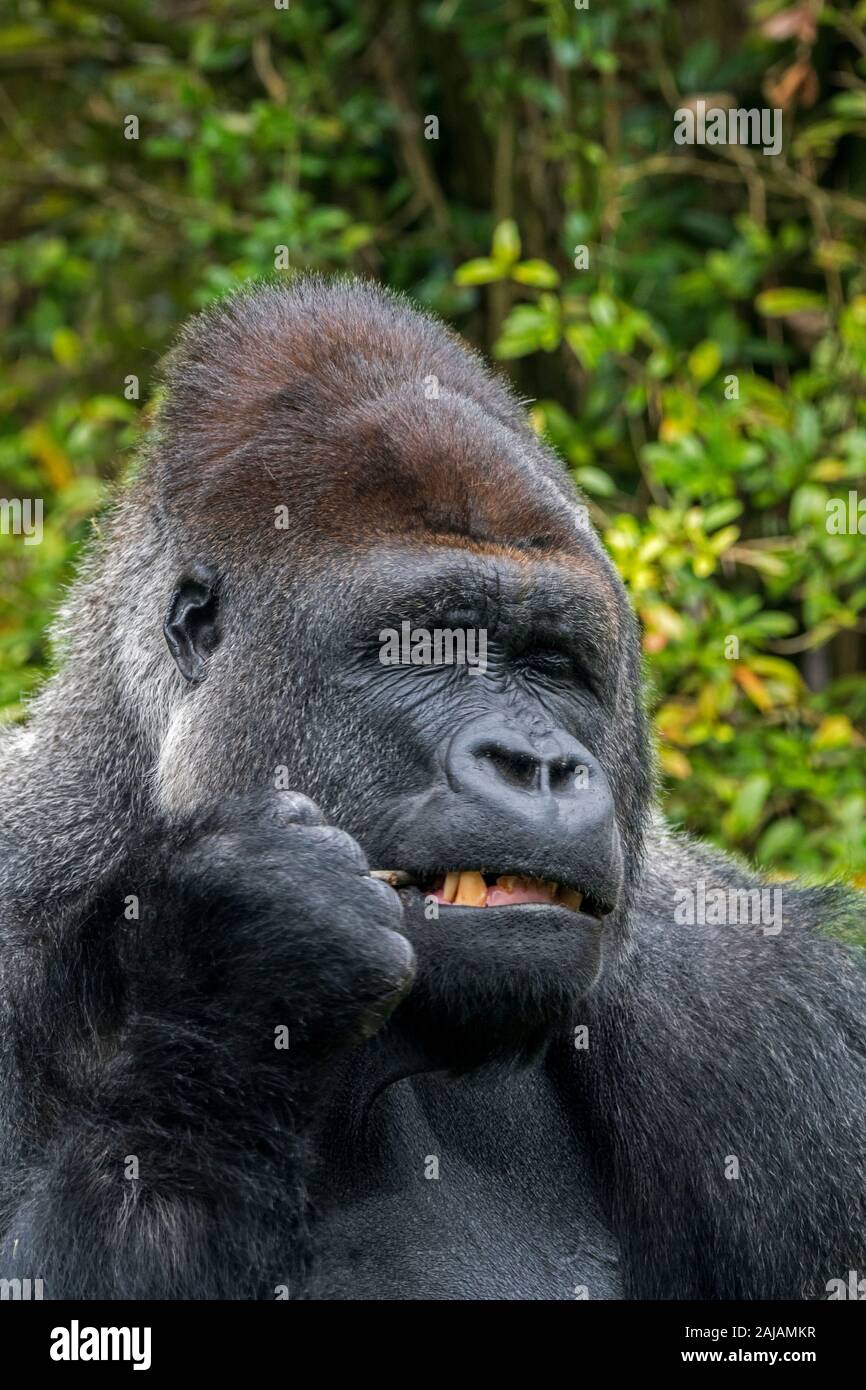 Pianura occidentale (gorilla Gorilla gorilla gorilla) close-up di silverback maschio masticare il ramoscello Foto Stock