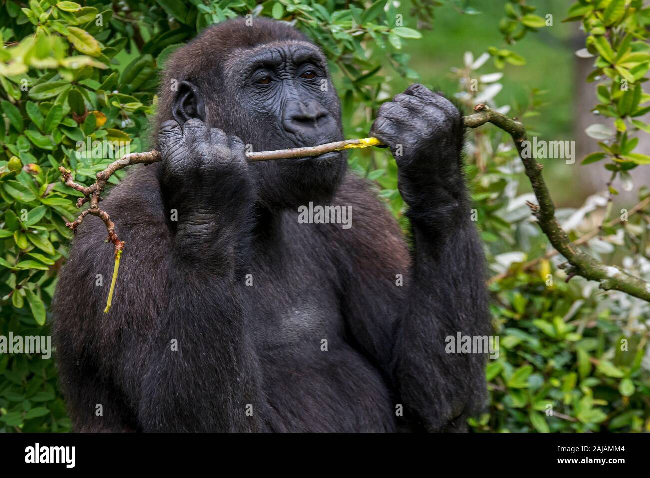 Pianura occidentale (gorilla Gorilla gorilla gorilla) mangiare corteccia dal ramo Foto Stock
