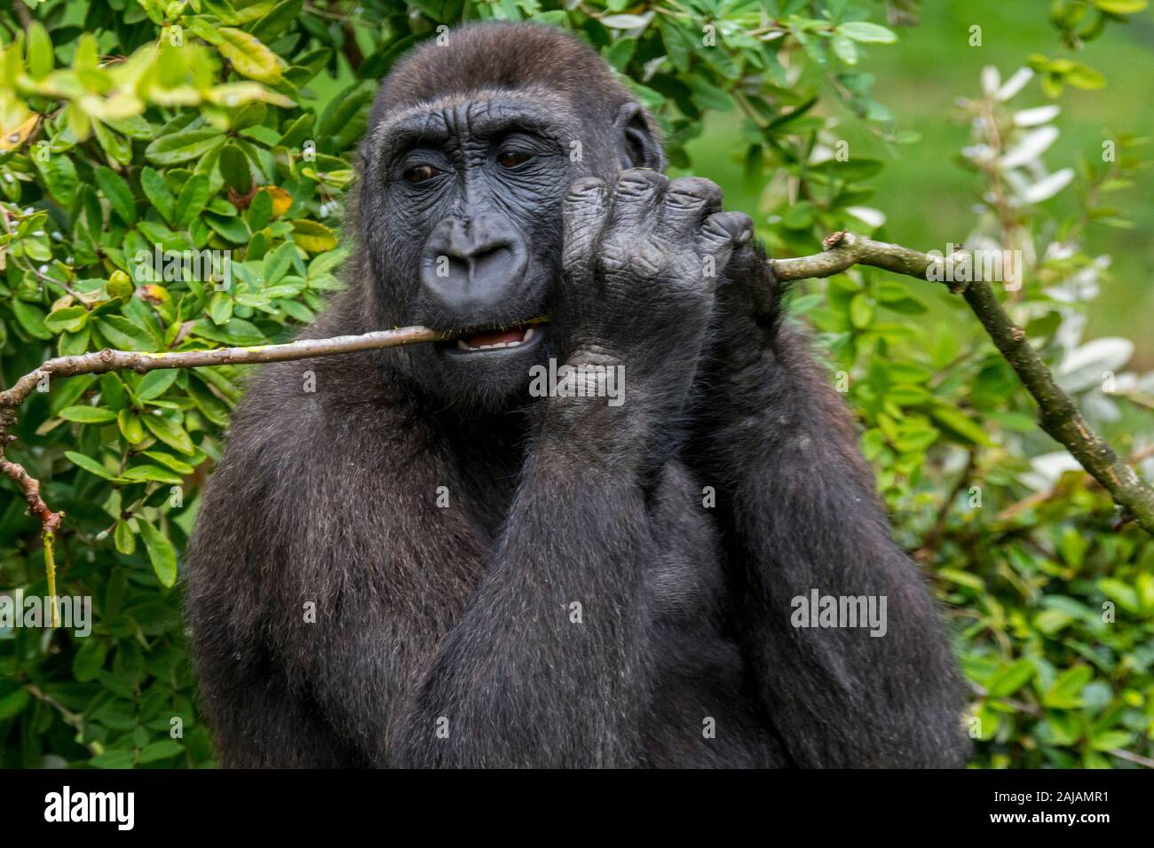 Pianura occidentale (gorilla Gorilla gorilla gorilla) mangiare corteccia dal ramo Foto Stock