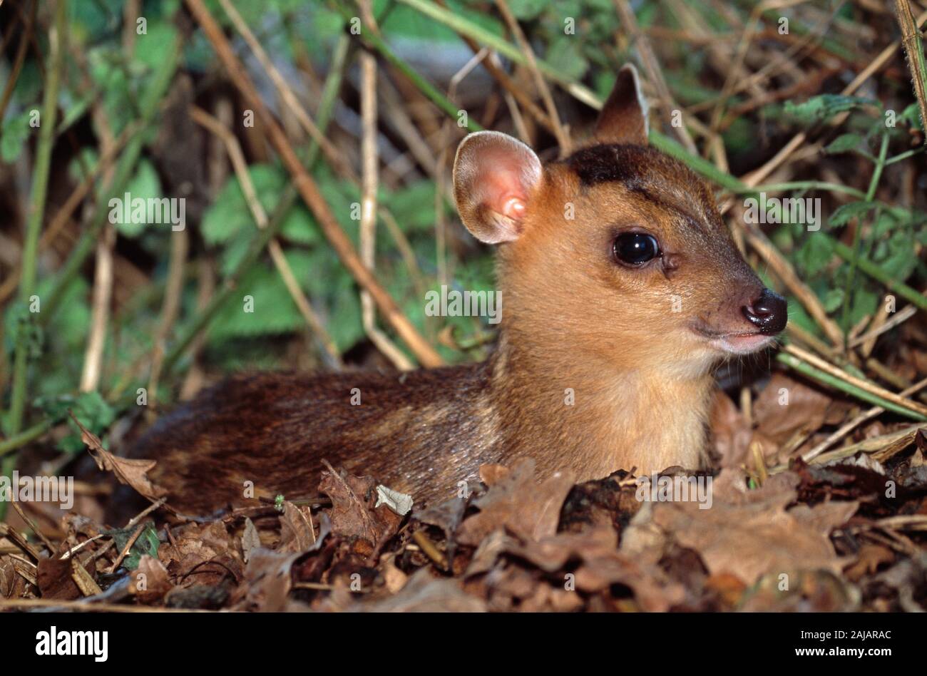 REEVE'S MUNTJAC fulvo, 24 ore vecchie (Muntiacus reevesi). Contatto con gli occhi. Foto Stock