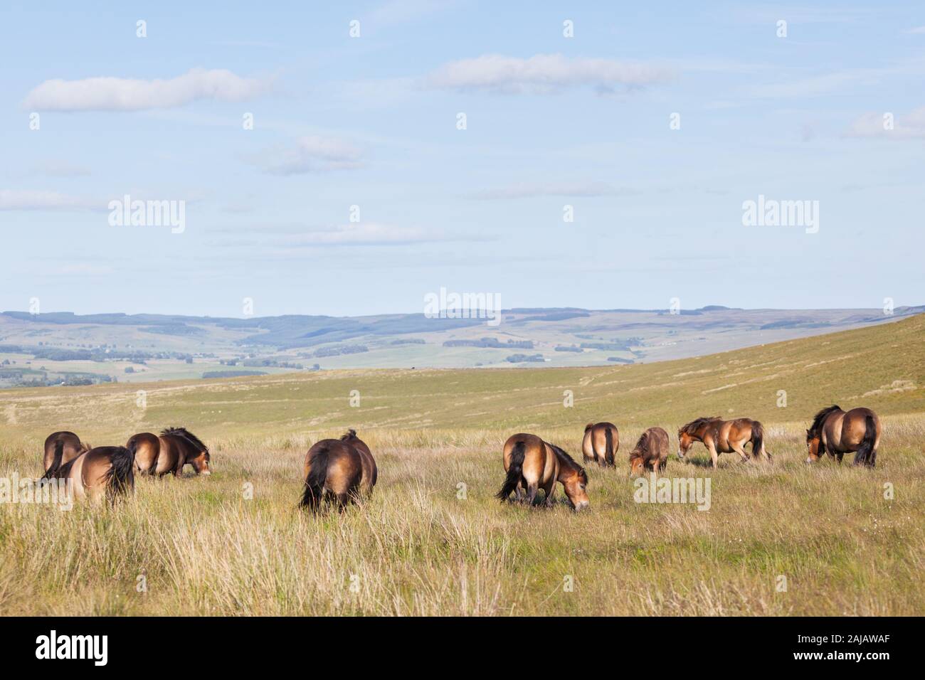 Una mandria con nemici di pony roaming libero sulle brughiere aperte sopra Otterburn in Northumberland, vicino al Pennine Way. Foto Stock