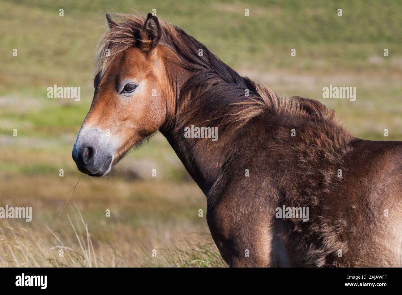 Una mandria con nemici di pony roaming libero sulle brughiere aperte sopra Otterburn in Northumberland, vicino al Pennine Way. Foto Stock