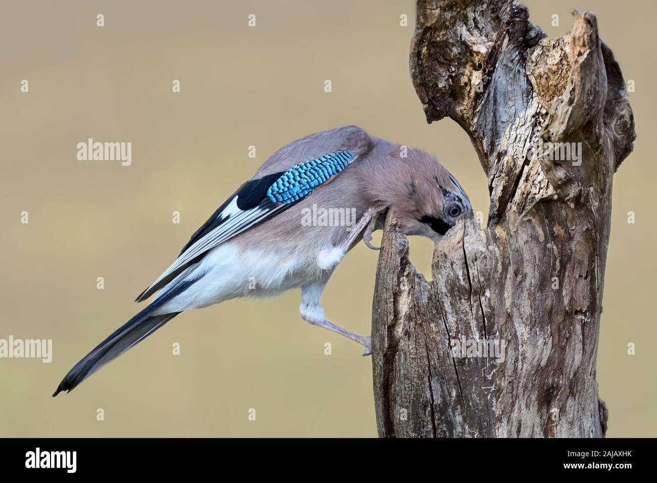 Uno isoalted Eurasian jay bird si appollaia su un tronco di albero con il cibo all'interno (Garrulus glandarius) Foto Stock