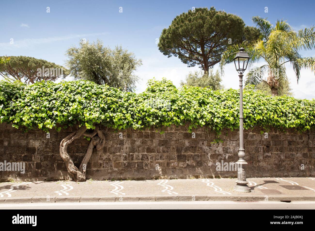 Albero su una strada laterale sul marciapiede a Sorrento Italia Foto Stock