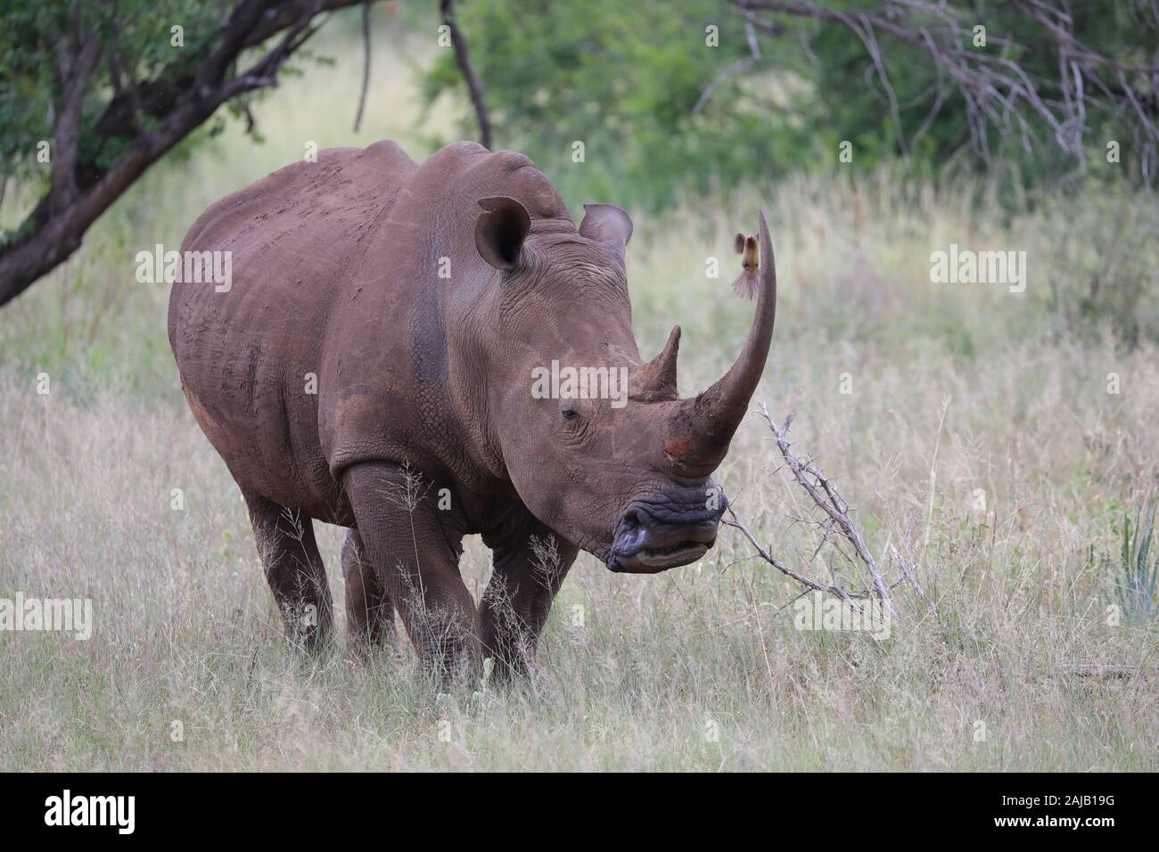 Rhino in Africa con battenti oxpecker Foto Stock