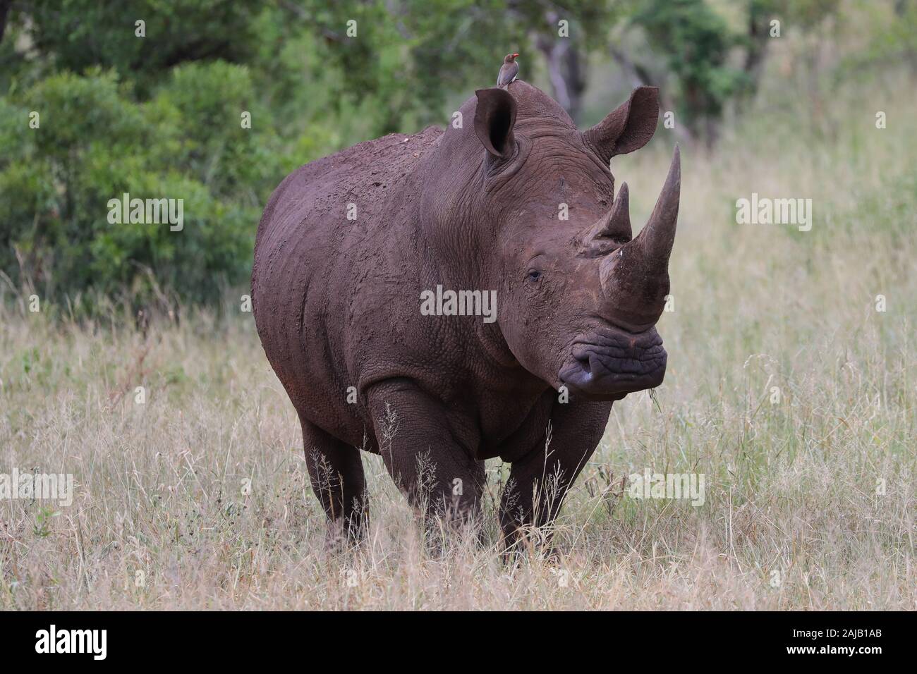 Rinoceronte in Africa Foto Stock