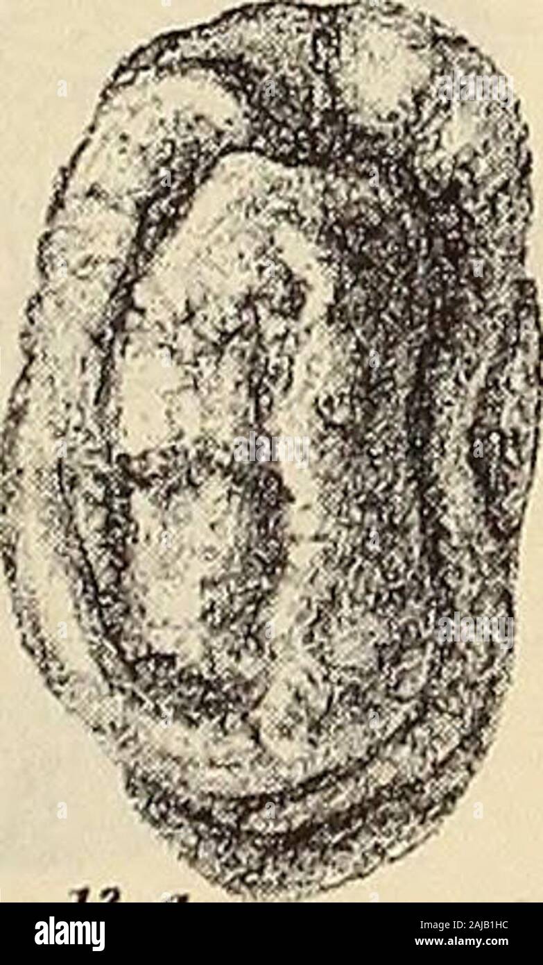 Monografia della società Palaeontographical . i.o. / ^-^ 1 /#/ ^ HI M ^ tV. Foto Stock