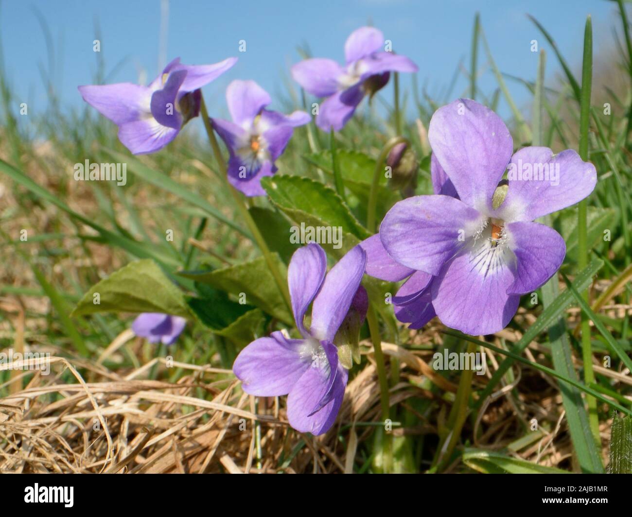 Hairy viola (Viola hirta) ammassarsi fioritura in un gesso prato pascolo, Wiltshire, Regno Unito, Marzo. Foto Stock
